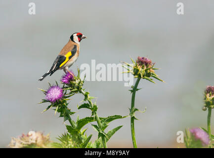 Europäische Goldfinch - Stieglitz - Carduelis carduelis niediecki ssp., Türkei, männlichen Erwachsenen Stockfoto