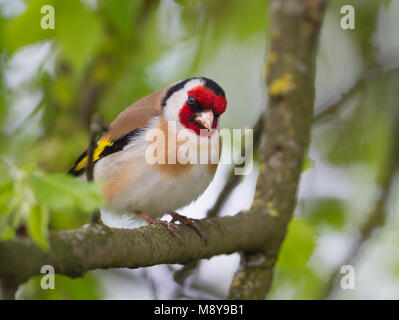 Europäische Goldfinch - Stieglitz - Carduelis carduelis Carduelis ssp., Polen, männlichen Erwachsenen Stockfoto