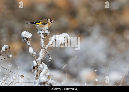 Europäische Goldfinch - Stieglitz - Carduelis carduelis, Spanien Stockfoto