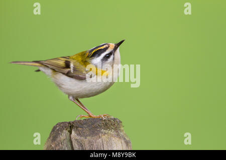 Firecrest - sommergoldhähnchen - Regulus ignicapilla ssp. ignicapilla, Deutschland Stockfoto