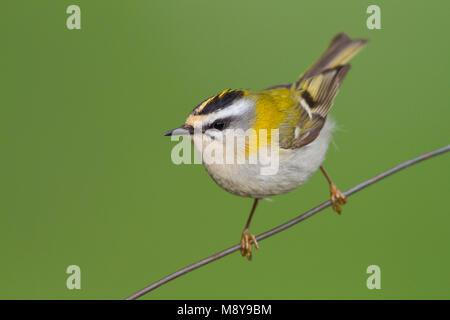 Firecrest - sommergoldhähnchen - Regulus ignicapilla ssp. ignicapilla, Deutschland Stockfoto