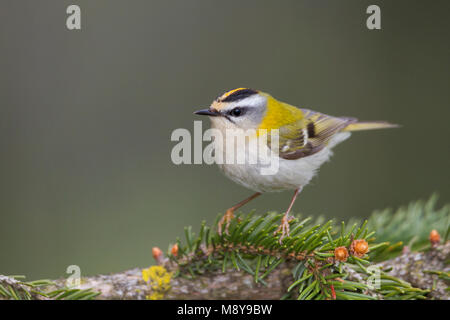 Firecrest - sommergoldhähnchen - Regulus ignicapilla ssp. ignicapilla, Deutschland Stockfoto