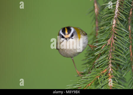 Firecrest - sommergoldhähnchen - Regulus ignicapilla ssp. ignicapilla, Deutschland Stockfoto