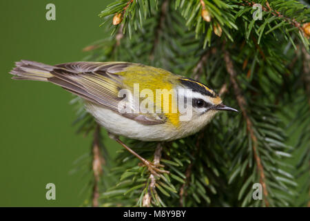 Firecrest - sommergoldhähnchen - Regulus ignicapilla ssp. ignicapilla, Deutschland Stockfoto