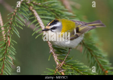 Firecrest - sommergoldhähnchen - Regulus ignicapilla ssp. ignicapilla, Deutschland Stockfoto