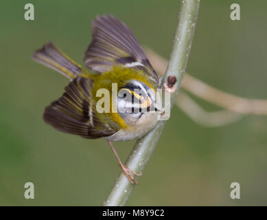 Firecrest - sommergoldhähnchen - Regulus ignicapilla ssp. ignicapilla, Deutschland Stockfoto