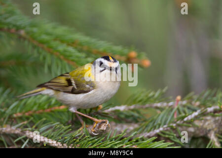 Firecrest - sommergoldhähnchen - Regulus ignicapilla ssp. ignicapilla, Deutschland Stockfoto