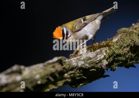 Firecrest - sommergoldhähnchen - Regulus ignicapilla ssp. ignicapilla, Deutschland Stockfoto