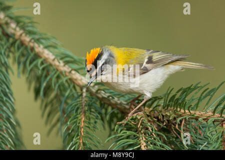 Firecrest - sommergoldhähnchen - Regulus ignicapilla ssp. ignicapilla, Deutschland Stockfoto