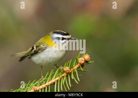 Firecrest - sommergoldhähnchen - Regulus ignicapilla ssp. ignicapilla, Deutschland Stockfoto