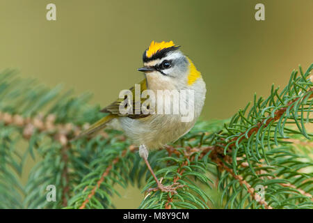 Firecrest - sommergoldhähnchen - Regulus ignicapilla ssp. ignicapilla, Deutschland Stockfoto