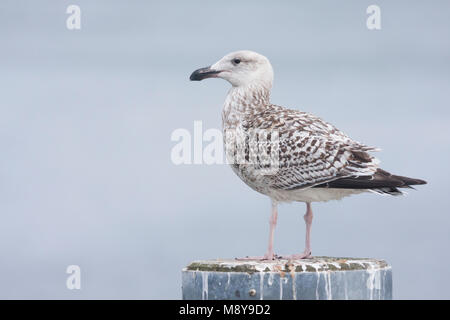 Grote Mantelmeeuw; Gull-mantelmöwe, Deutschland, 1 W Stockfoto