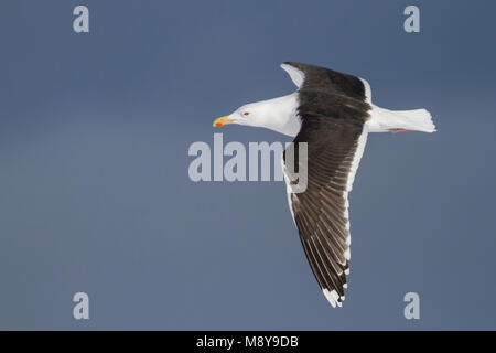 Grote Mantelmeeuw; Gull-mantelmöwe; Larus marinus, Norwegen, Erwachsene Stockfoto