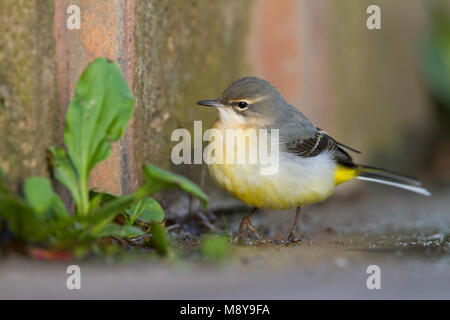 Gebirgsstelze Gebirgsstelze, Motacilla cinerea - ssp. cinerea, Deutschland, 1. CY Stockfoto