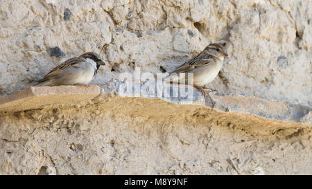 Huismus, House Sparrow, Passer domesticus ssp. hufufae, erwachsenen männlichen und weiblichen, Oman Stockfoto