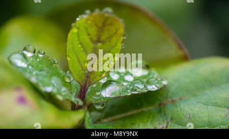 Eine Makroaufnahme von einigen Regentropfen ruht auf einem grünen Blatt. Stockfoto