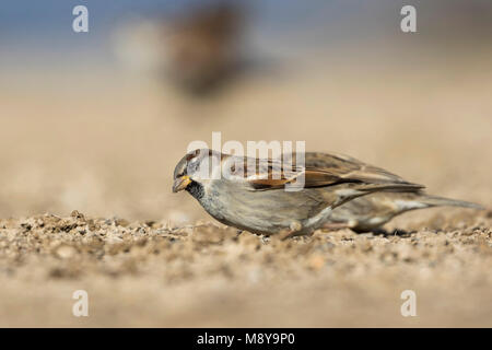 Huismus, House Sparrow, Passer domesticus ssp. balearoibericus, erwachsenen männlichen, Spanien Stockfoto