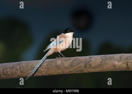 Blauwe Ekster, Iberische Magpie, Cyanopica cooki Stockfoto