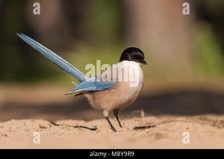 Blauwe Ekster, Iberische Magpie, Cyanopica cooki Stockfoto