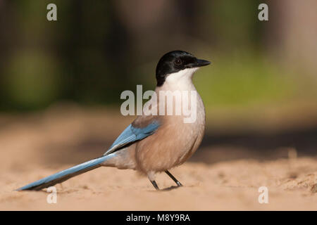 Blauwe Ekster, Iberische Magpie, Cyanopica cooki Stockfoto