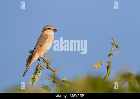 Isabelline Shrike - isabellwürger - Lanius Unterarten Isabellinus ssp. Unterarten Isabellinus, Oman, erwachsene Frau Stockfoto