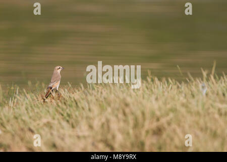 Isabelline Shrike - isabellwürger - Lanius Unterarten Isabellinus ssp. Unterarten Isabellinus, Oman, erwachsene Frau Stockfoto