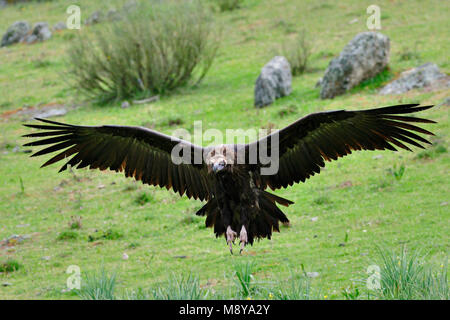 Vogel Bild von Rob Riemer Stockfoto