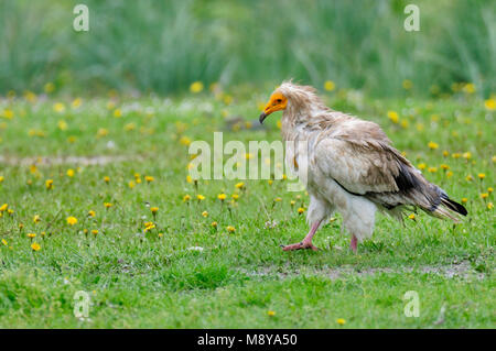 Vogel Bild von Rob Riemer Stockfoto