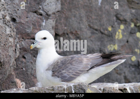 Vogel Bild von Rob Riemer Stockfoto