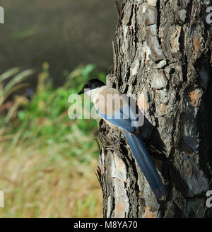 Vogel Bild von Rob Riemer Stockfoto