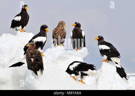 Der Steller Sea-Eagle im Winter in Hokkaido, Japan Stockfoto