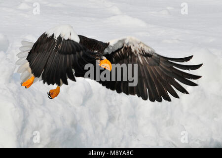 Der Steller Sea-Eagle im Winter in Hokkaido, Japan Stockfoto