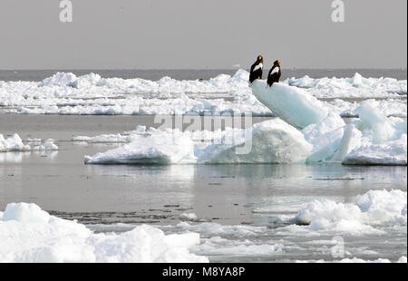 Der Steller Sea-Eagle im Winter in Hokkaido, Japan Stockfoto