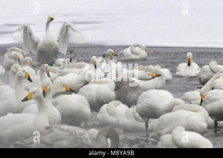 Wilde Zwaan Groep zittend op sneeuwgrond; Singschwan Gruppe ruht auf Schnee Stockfoto