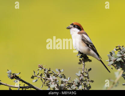 Vogel Bild von Rob Riemer Stockfoto