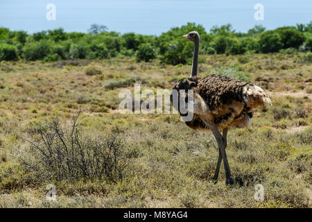 Südafrikanischer Strauß (Struthio camelus australis) Stockfoto