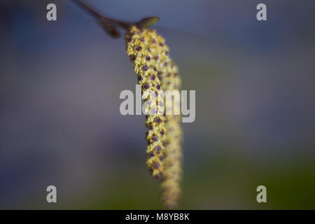 Männliche Blütenstände (palmkätzchen) schwarz Erle, Erle, Europäische Erle (Alnus glutinosa) Stockfoto