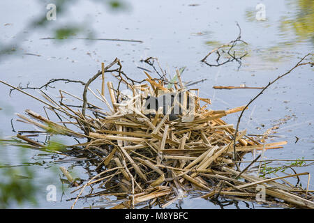 Eurasischen blässhuhn am Nest in Wasser Stockfoto