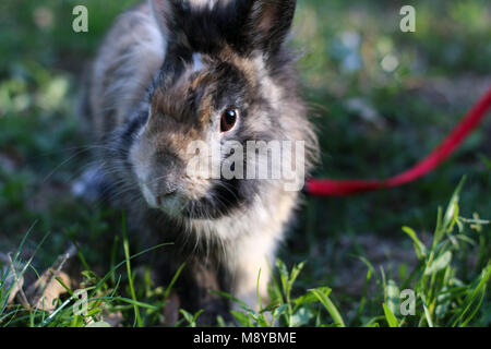 Cute pet Zwergkaninchen draußen auf dem Rasen. Stockfoto