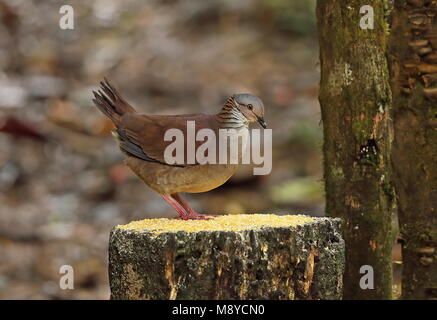 White-throated Wachtel - Dove (Zentrygon frenata) erwachsenen Futterstelle Tapichalaca finden, Ecuador Februar Stockfoto