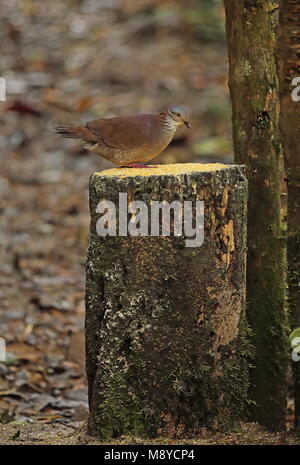 White-throated Wachtel - Dove (Zentrygon frenata) erwachsenen Futterstelle Tapichalaca finden, Ecuador Februar Stockfoto