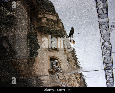 Unscharfe Reflexion Schatten ein Spatz und eine Stadt an einem regnerischen Tag Bürgersteig Stockfoto