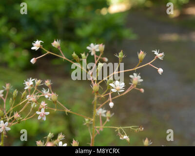 St Patrick's - Kohl, Saxifraga spathularis Stockfoto