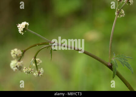 Waldsanikel, Sanicula europaea Stockfoto