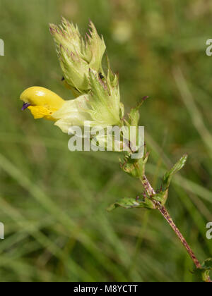 Größere gelb-Rassel, Rhinanthus angustifolius Stockfoto