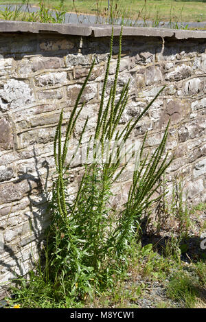 Schweißen, Reseda Luteola, der von einer Steinmauer wachsende Stockfoto