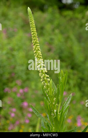 Schweißen, Reseda luteola Blume Spike Stockfoto