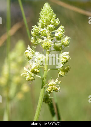 Wilde Mignonette, Reseda lutea Stockfoto