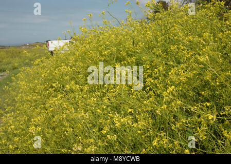 Meer Rettich, Raphanus raphanistrum Stockfoto