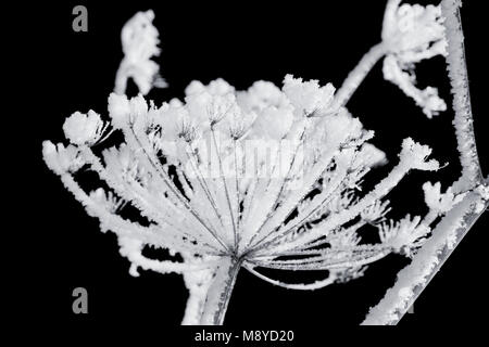 Frosted Anlage auf Schwarz schließen oben mit Eiskristallen. Kontrast Schwarz und Weiß Foto Stockfoto